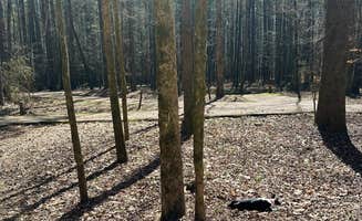 Christine S.'s photo of camping with pets at Wall Doxey State Park Campground near Southaven, MS