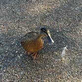 Review photo of Wall Doxey State Park Campground by Amanda F., June 29, 2026