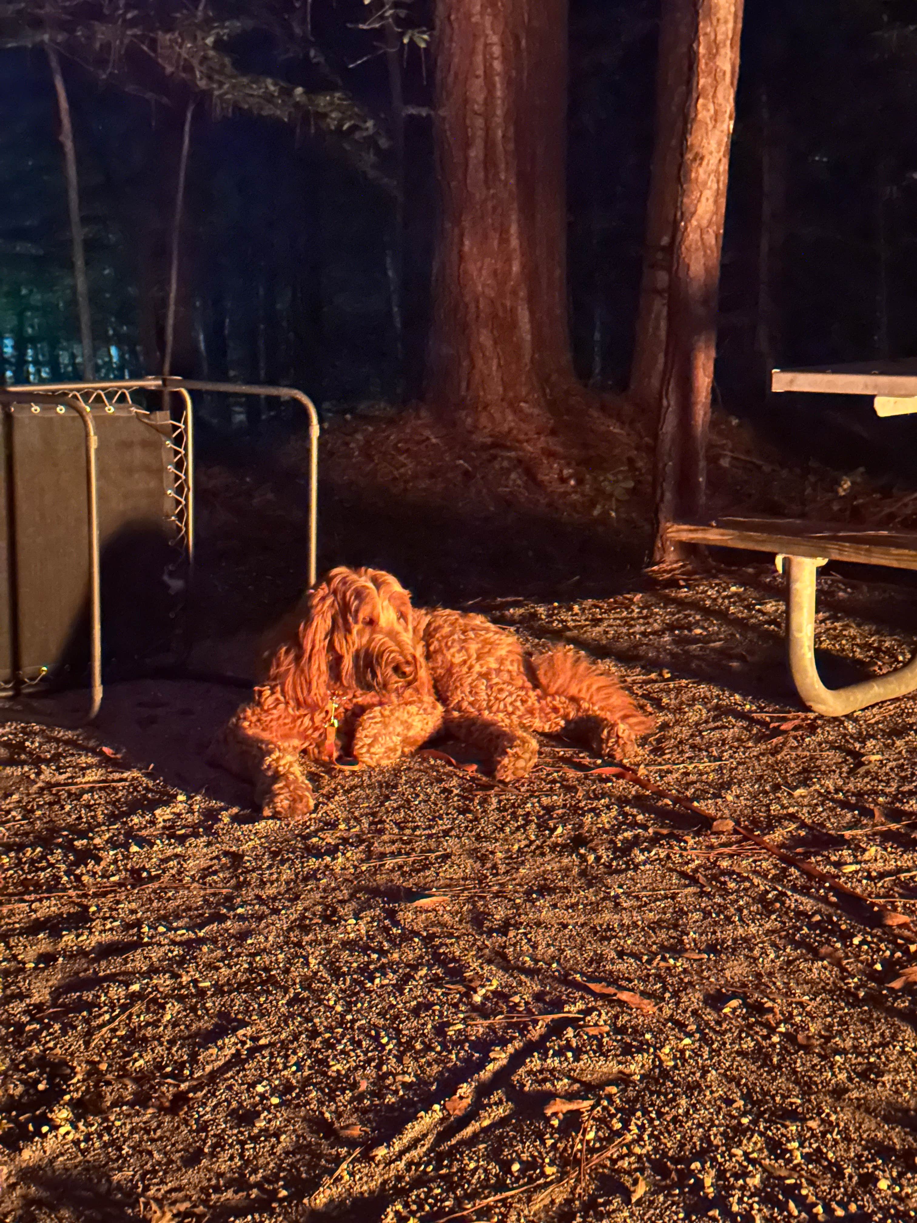 Sable A.'s photo of camping with pets at Whitten Park Campground near Dennis, MS