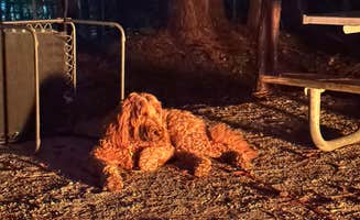 Sable A.'s photo of camping with pets at Whitten Park Campground near Dennis, MS