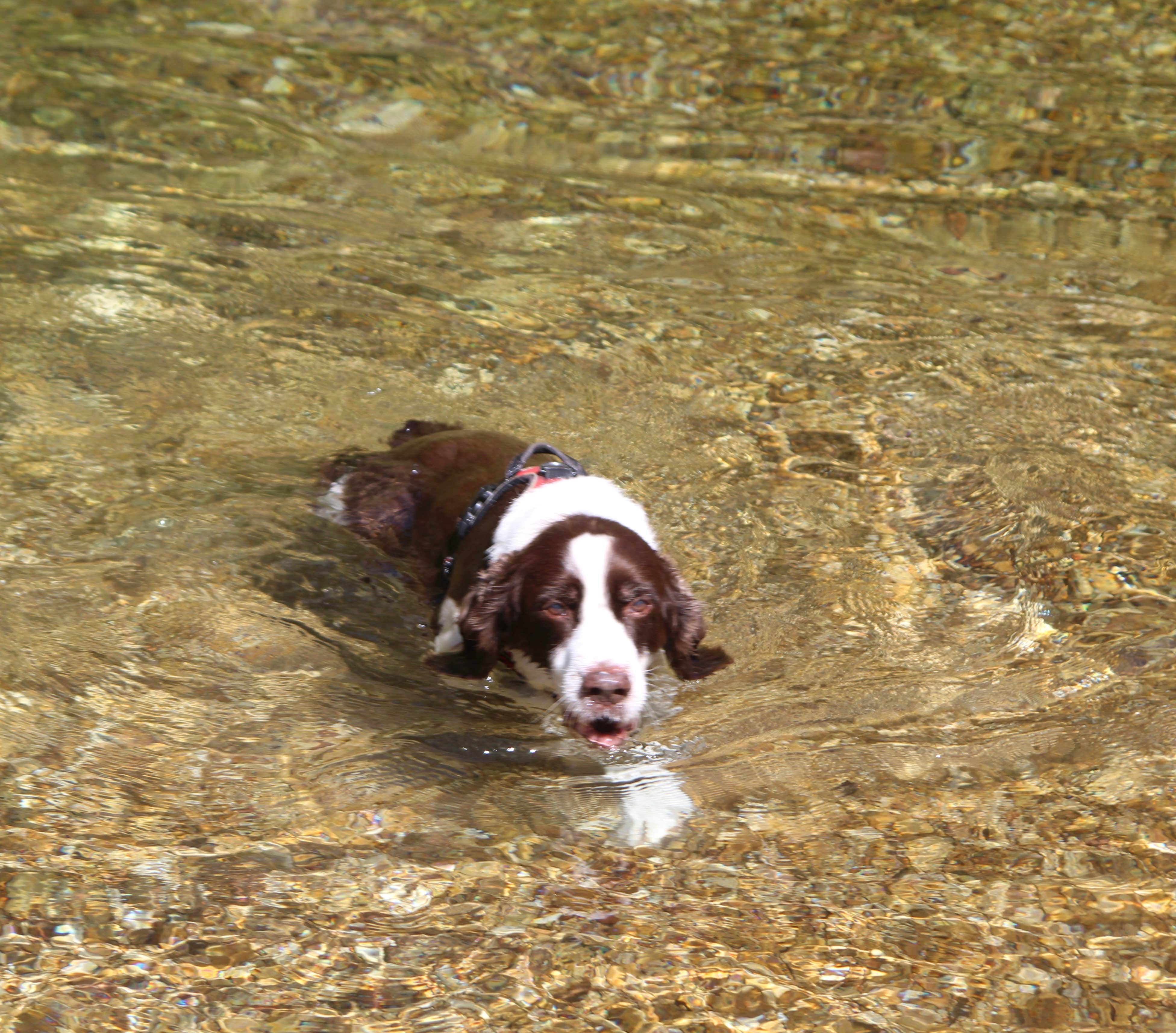 Joel R.'s photo of camping with pets at Alley Spring Campground — Ozark National Scenic Riverway near West Plains, MO