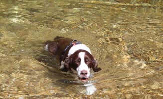 Joel R.'s photo of camping with pets at Alley Spring Campground — Ozark National Scenic Riverway near Mark Twain National Forest