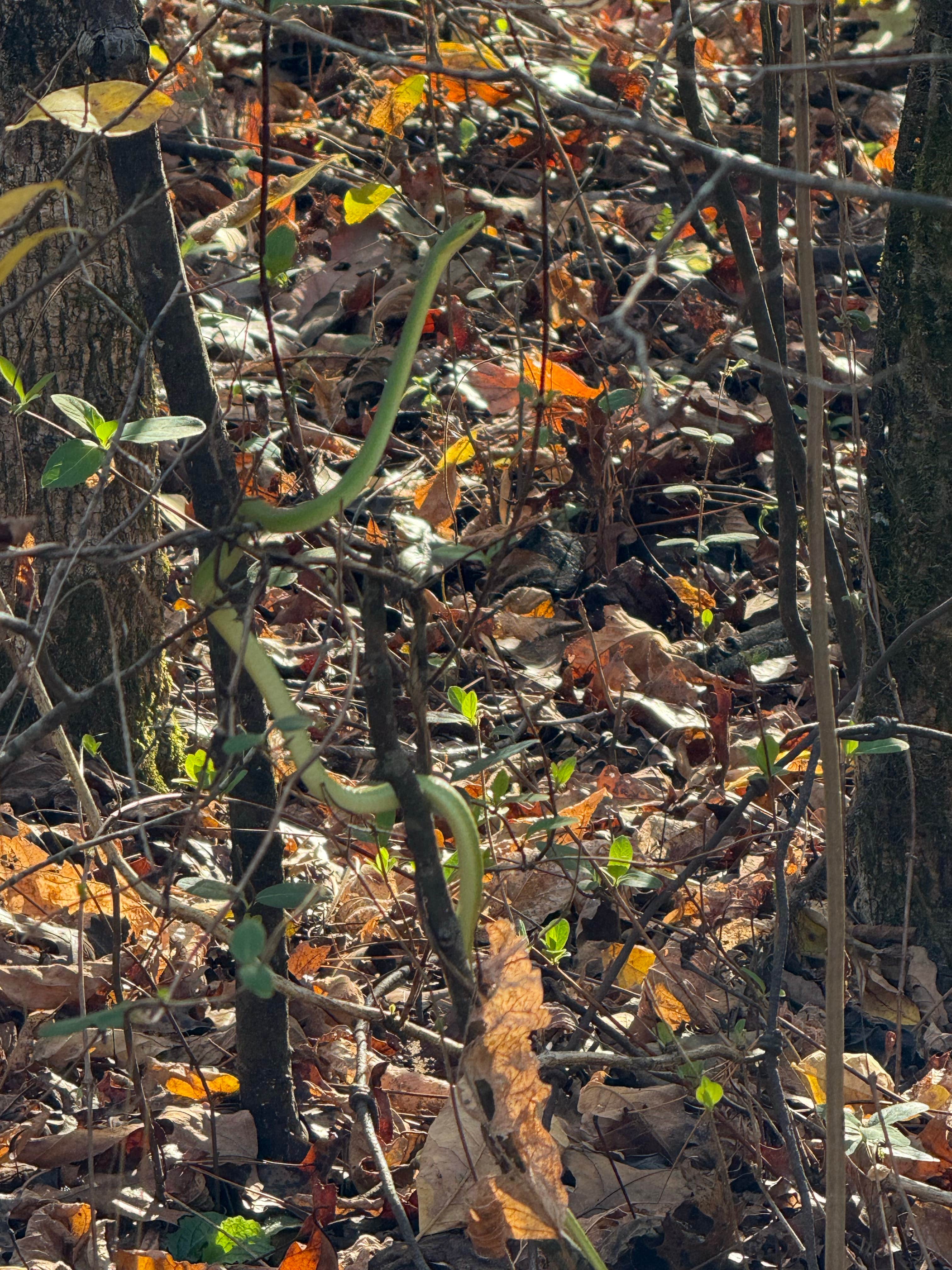 Blue Spring Backcountry Camping — Ozark National Scenic Riverway