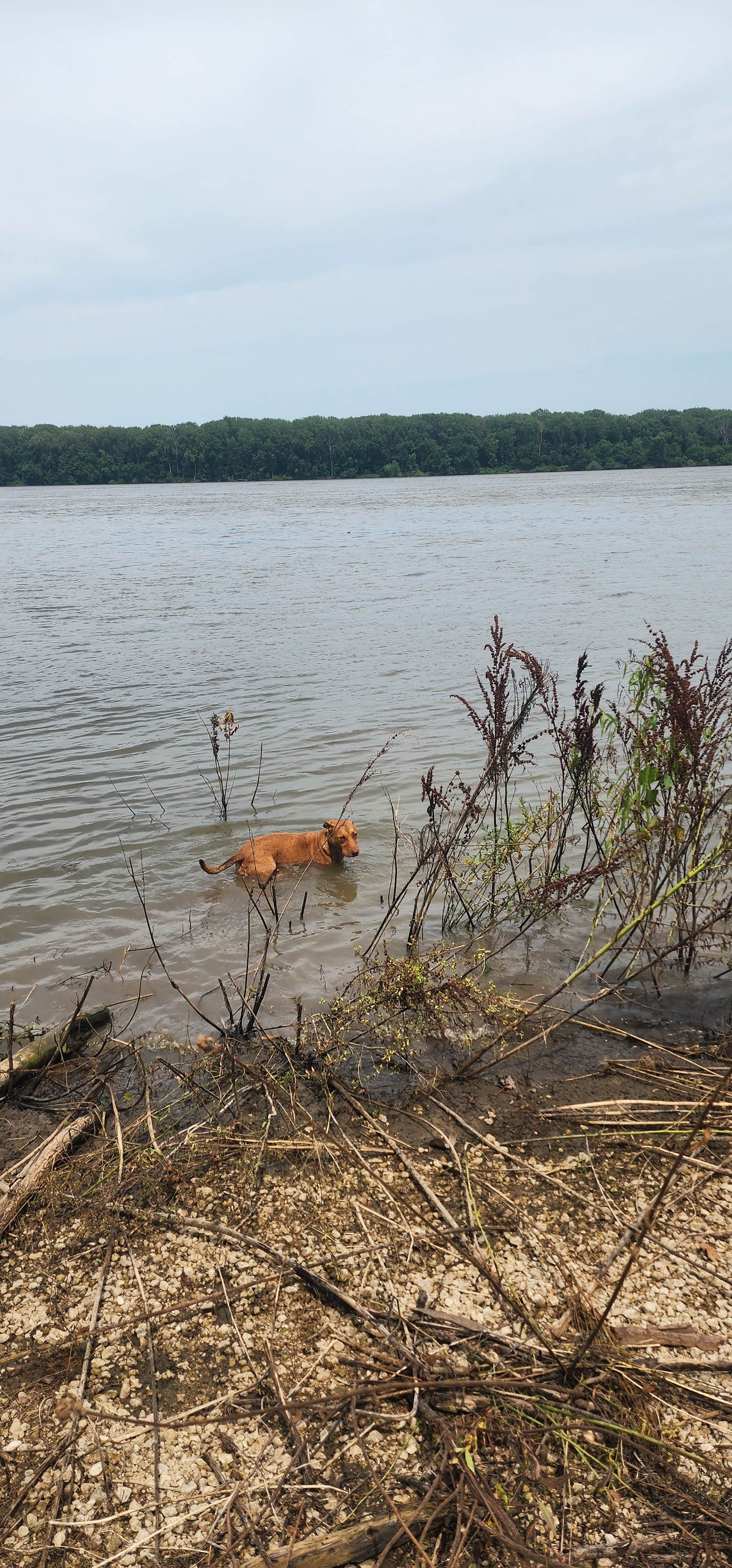 Rosemary S.'s photo of camping with pets at Dupont Reservation Conservation Area near Hannibal, MO