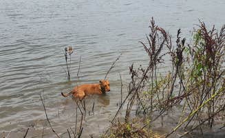 Rosemary S.'s photo of camping with pets at Dupont Reservation Conservation Area near Hannibal, MO
