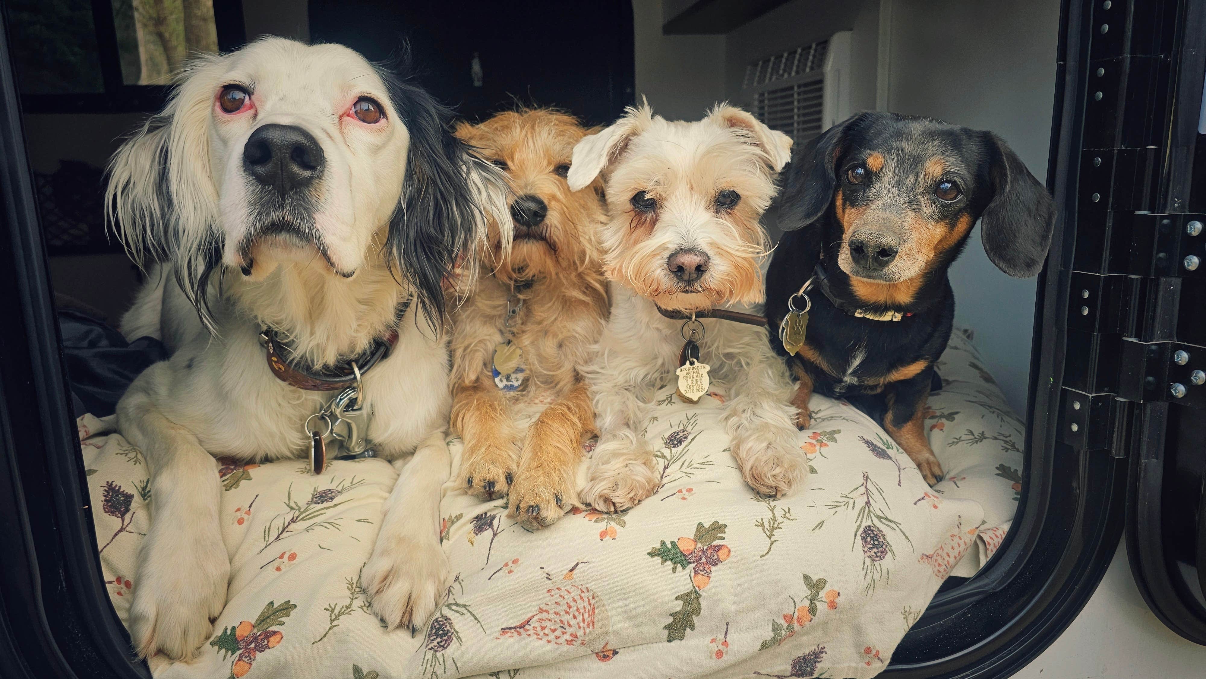 Katrin M.'s photo of camping with pets at Hawn State Park Campground near Cadet, MO