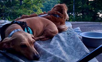 Tori M.'s photo of camping with pets at Military Park Fort Leonard Wood Lake of the Ozarks Recreation Area near Long Lane, MO