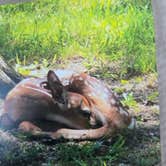 Review photo of Lake of the Ozarks State Park Campground by Shawn S., May 20, 2026