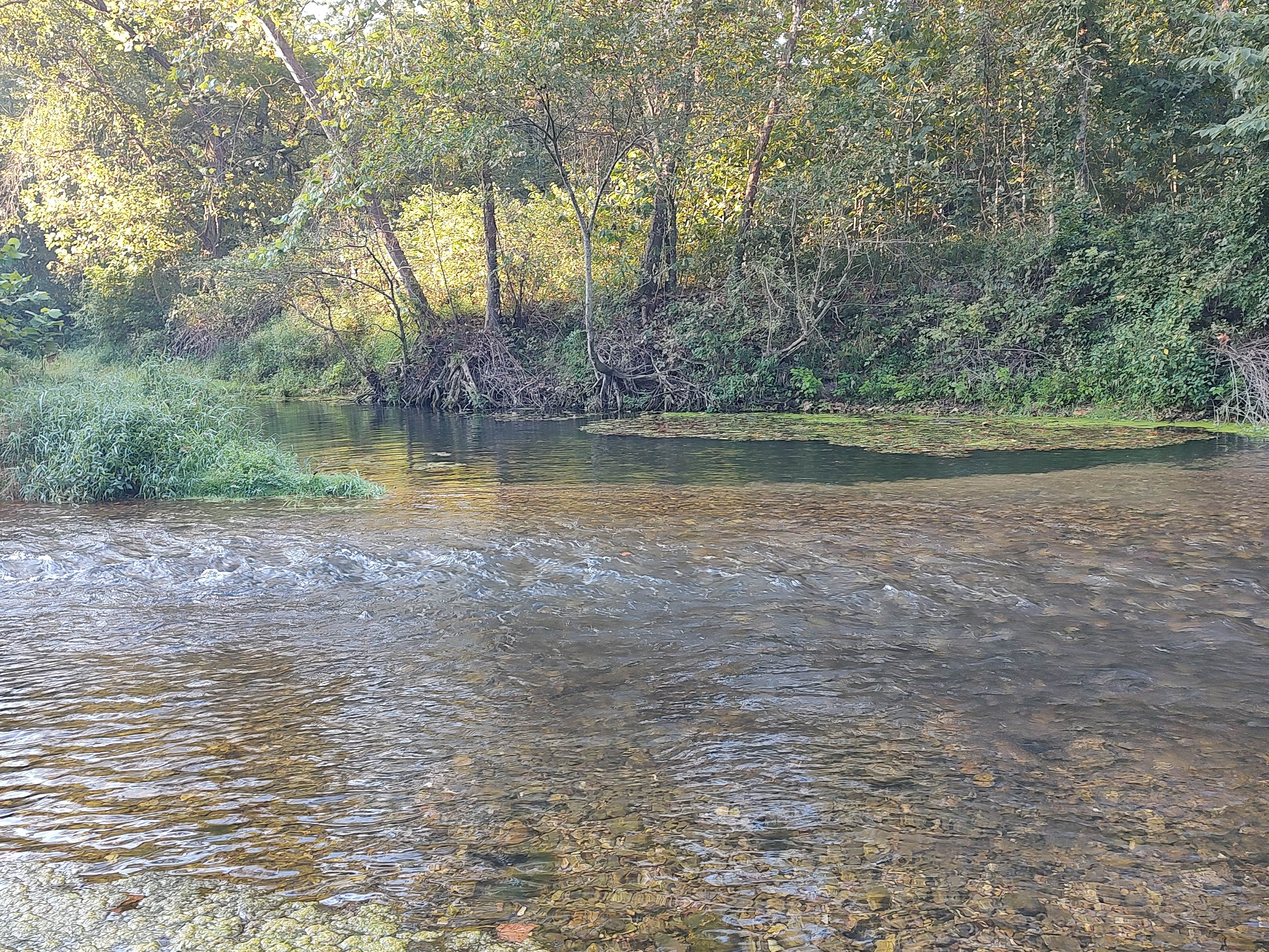 Camper-submitted photo at Lane Spring Recreation Area near Newburg, MO