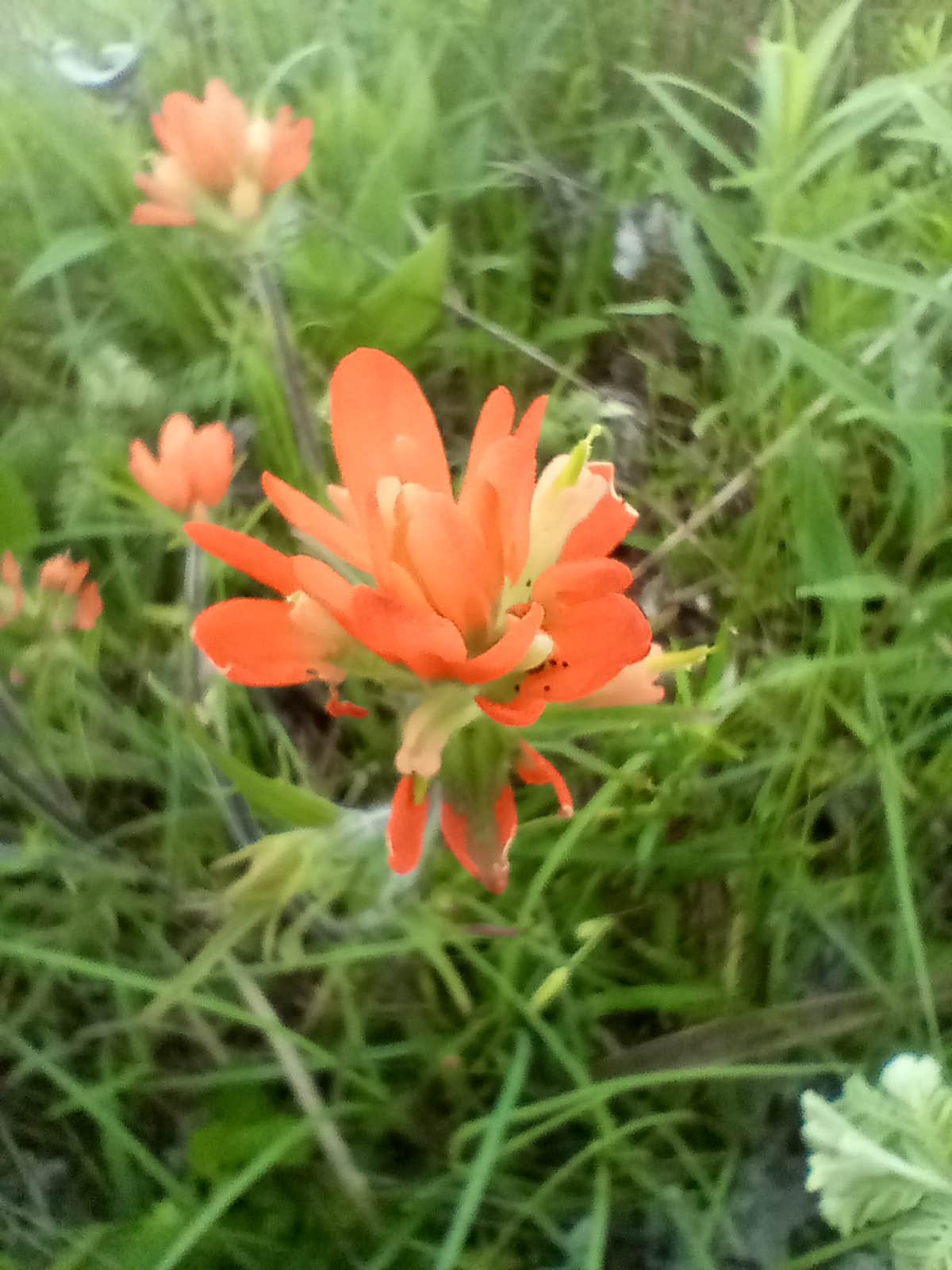 Camper-submitted photo at Prairie State Park Campground near Fort Scott, KS