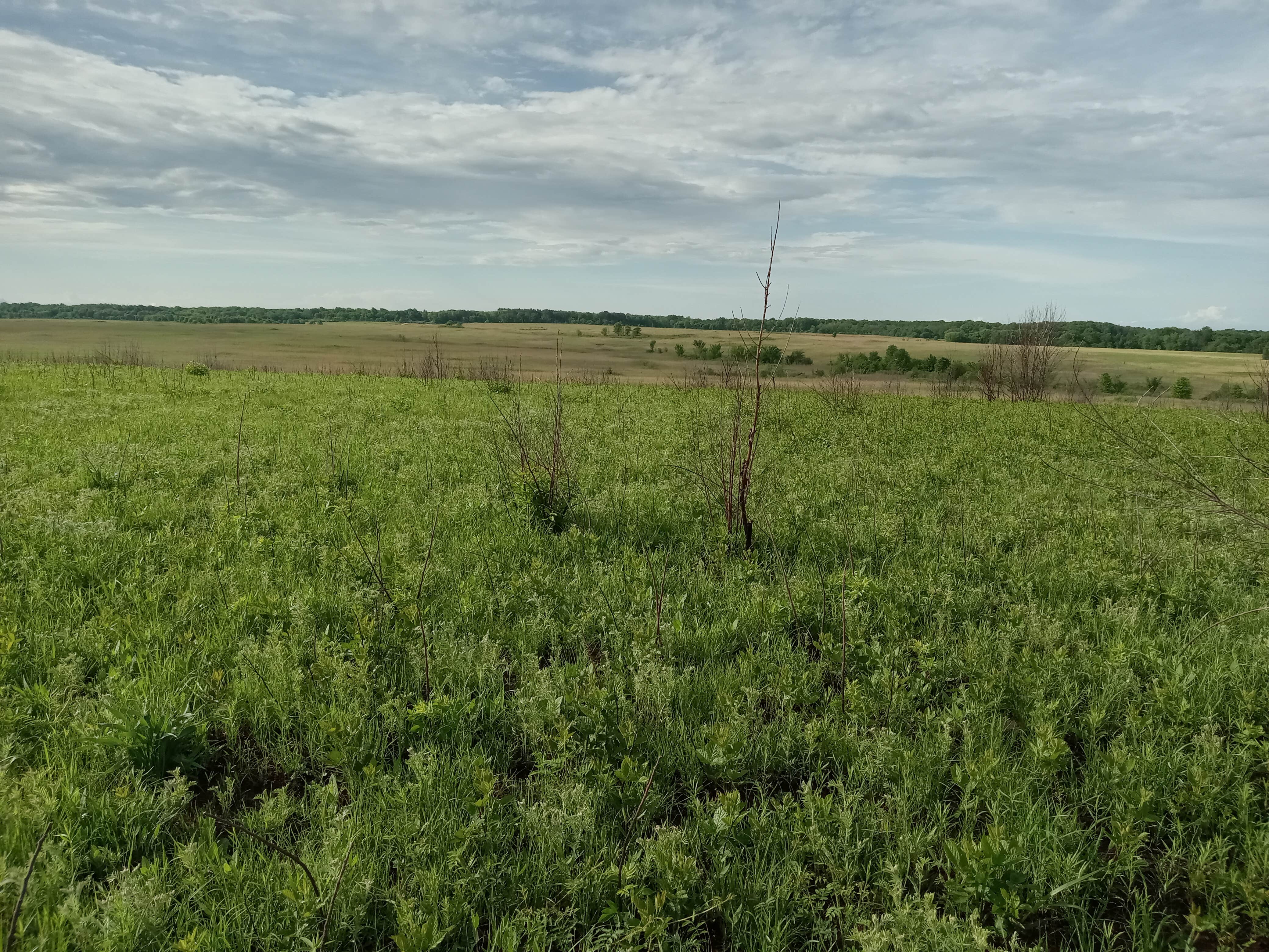 Camper-submitted photo at Prairie State Park Campground near Fort Scott, KS