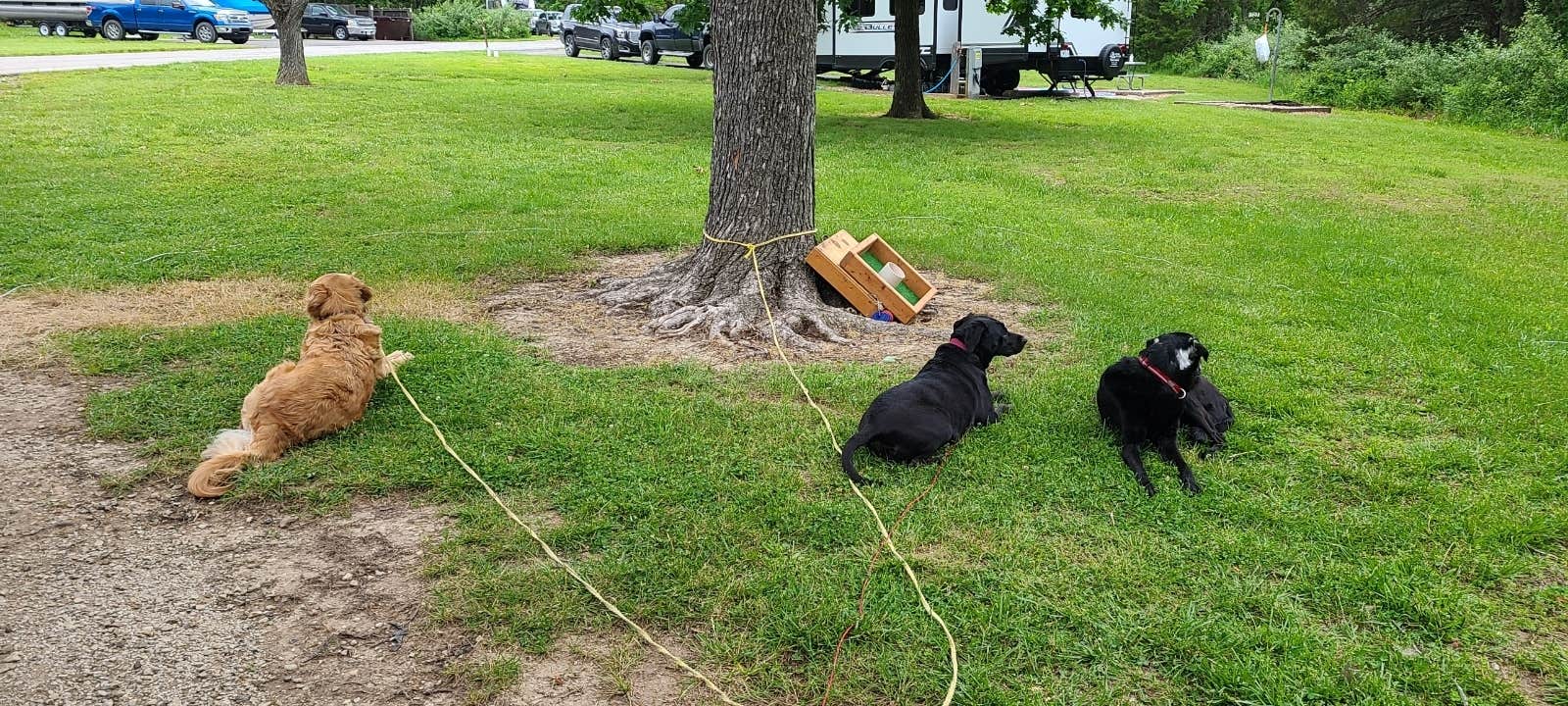 Jennifer B.'s photo of camping with pets at Ray Behrens near Hannibal, MO