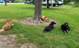 Jennifer B.'s photo of camping with pets at Ray Behrens near Hannibal, MO