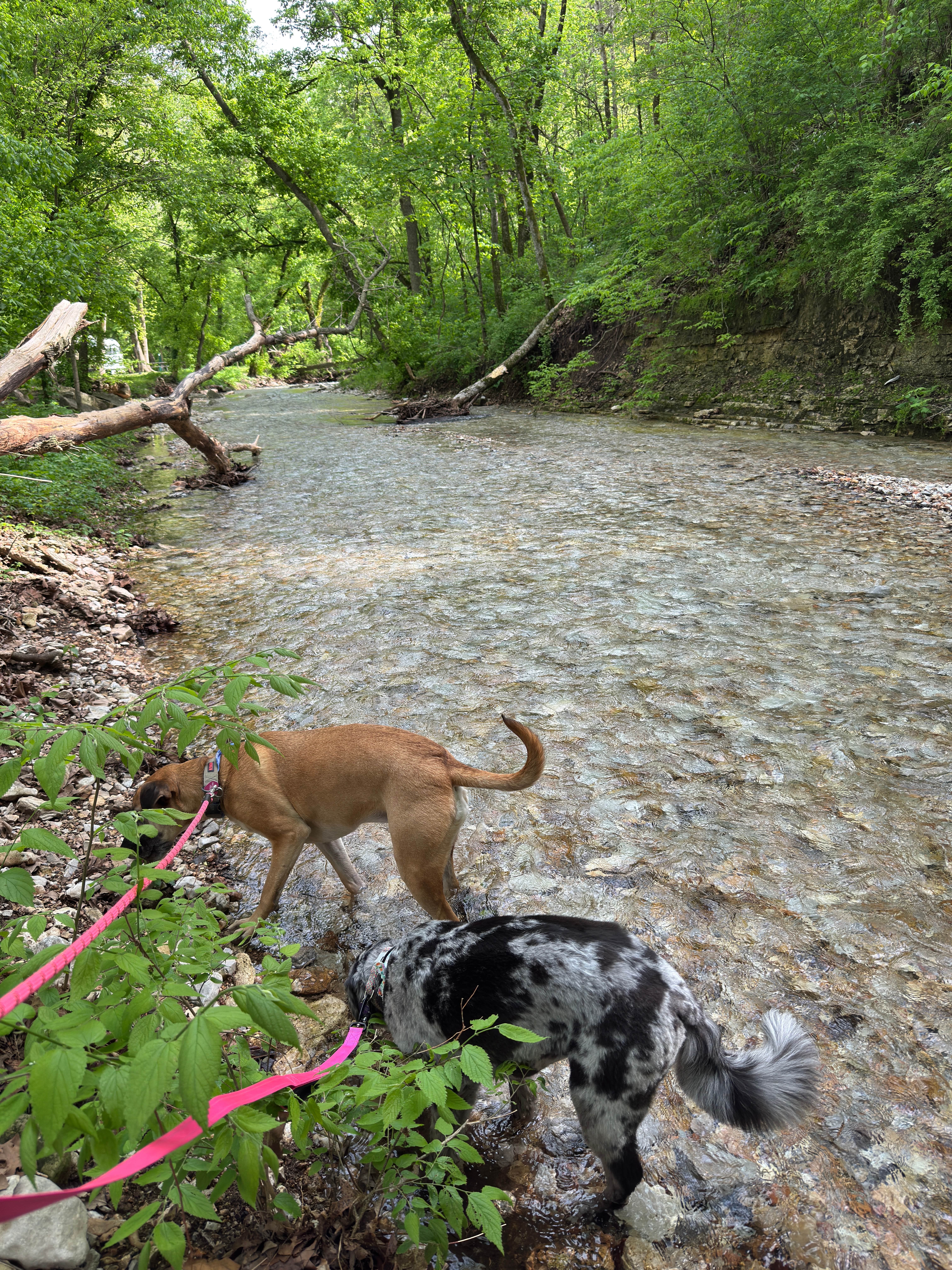Jennifer O.'s photo of camping with pets at Roaring River State Park Campground near Lampe, MO