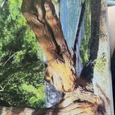 Review photo of Roaring River State Park Campground by Shawn S., May 20, 2026