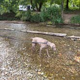 Review photo of Roaring River State Park Campground by Julie F., August 18, 2026