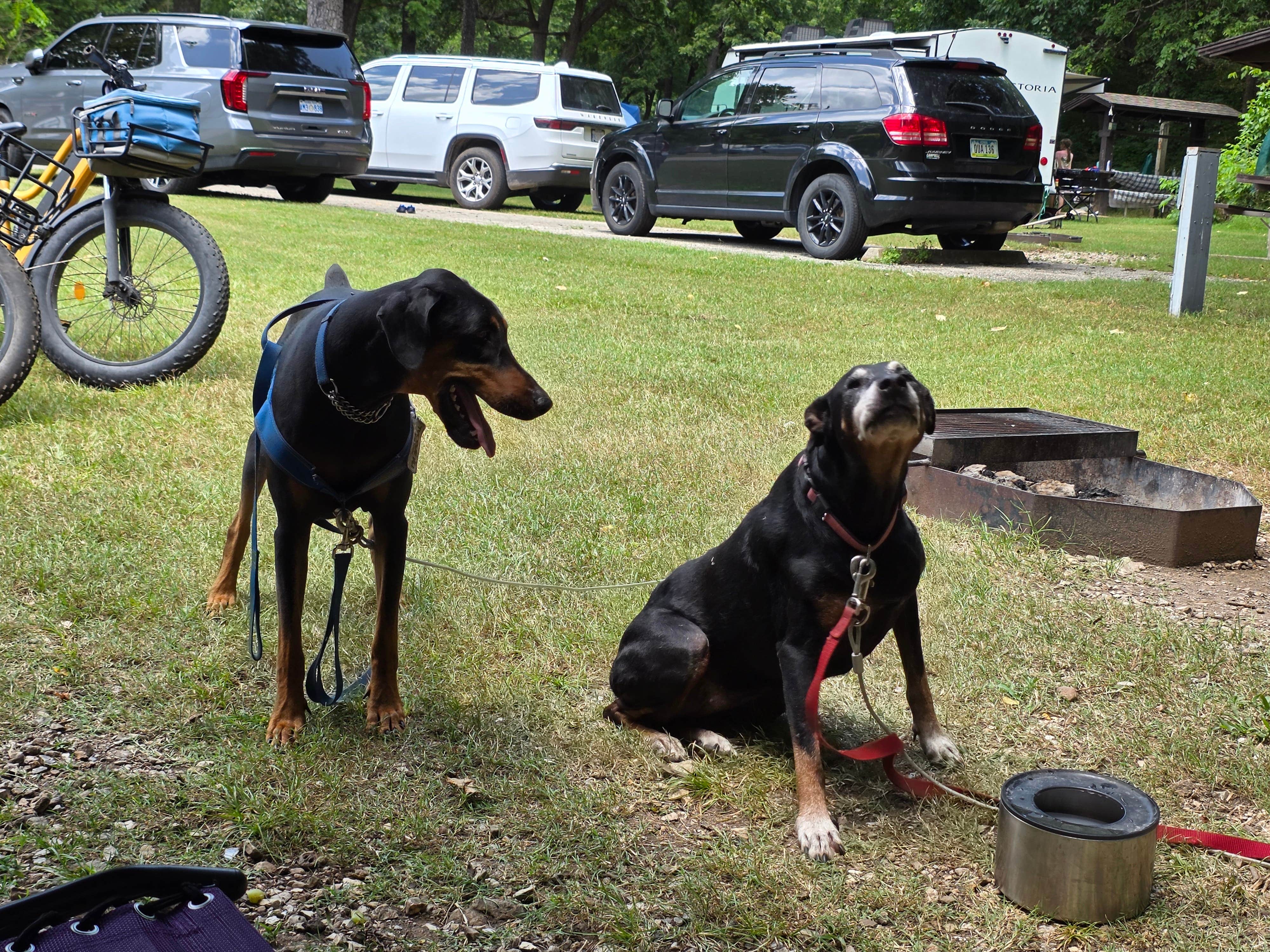 Mary C.'s photo of camping with pets at Roaring River State Park Campground near Table Rock Lake