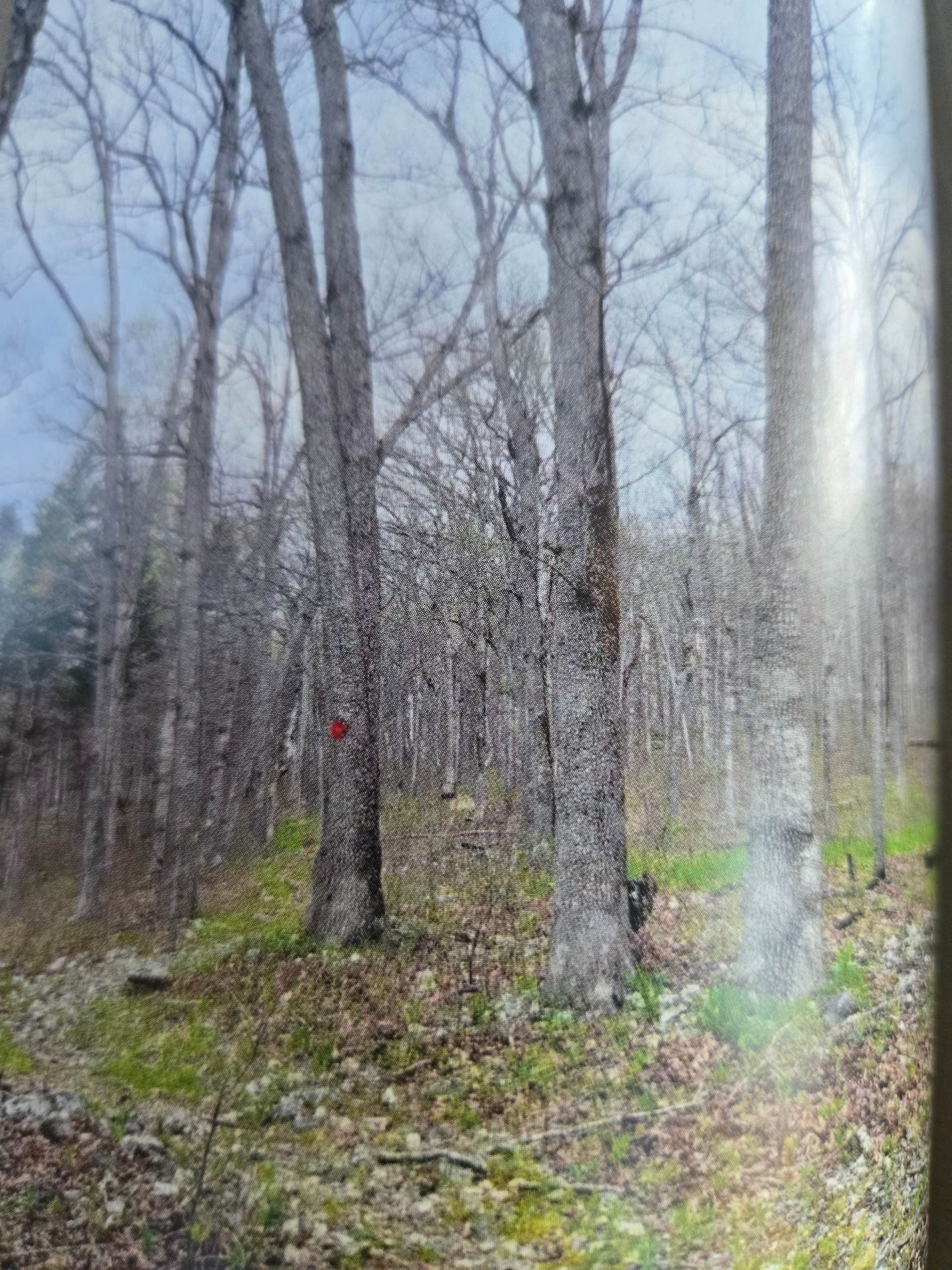 Camper-submitted photo at Robertsville State Park Campground near Wappapello Lake