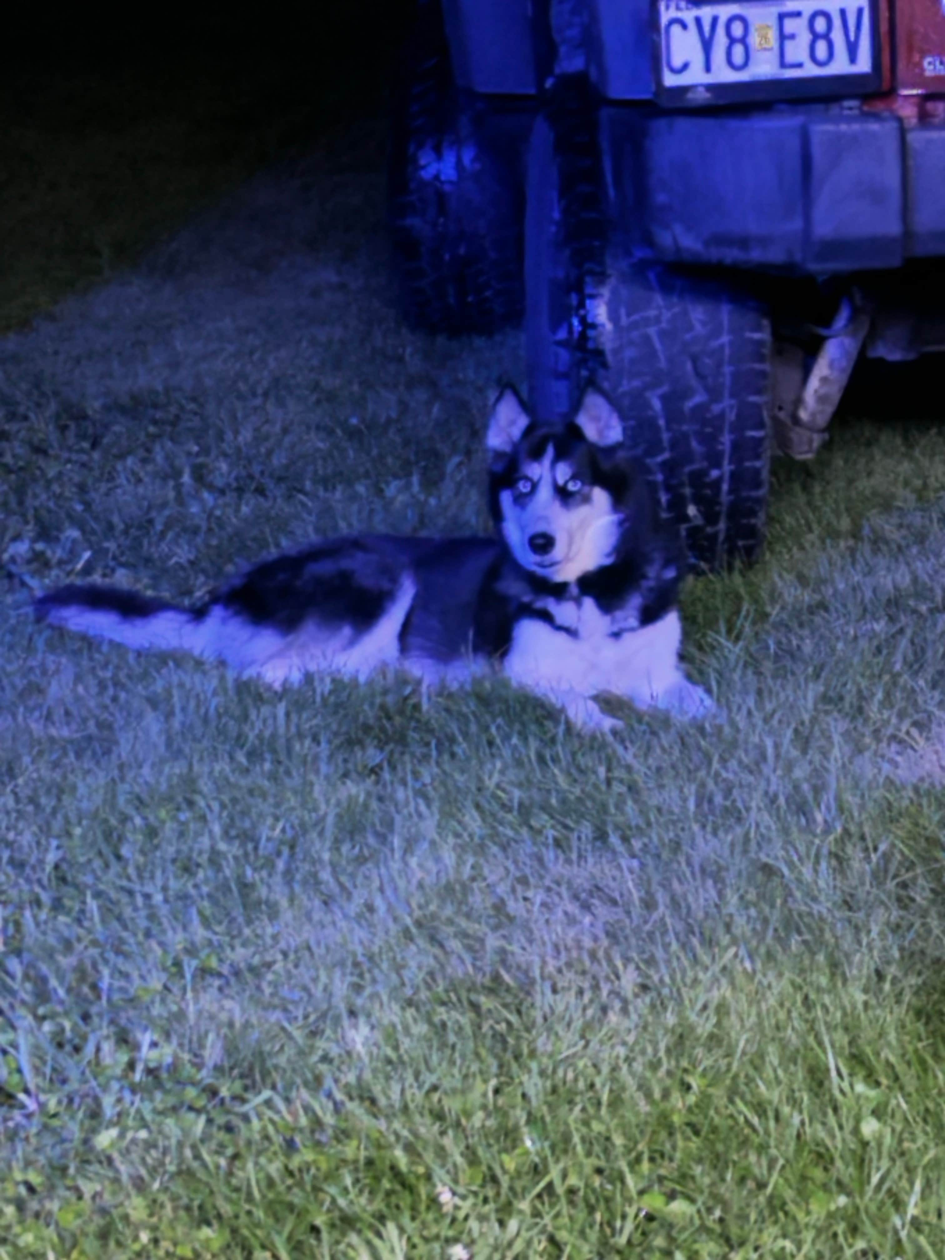 Erica E.'s photo of camping with pets at St. Francois State Park Campground near Arnold, MO
