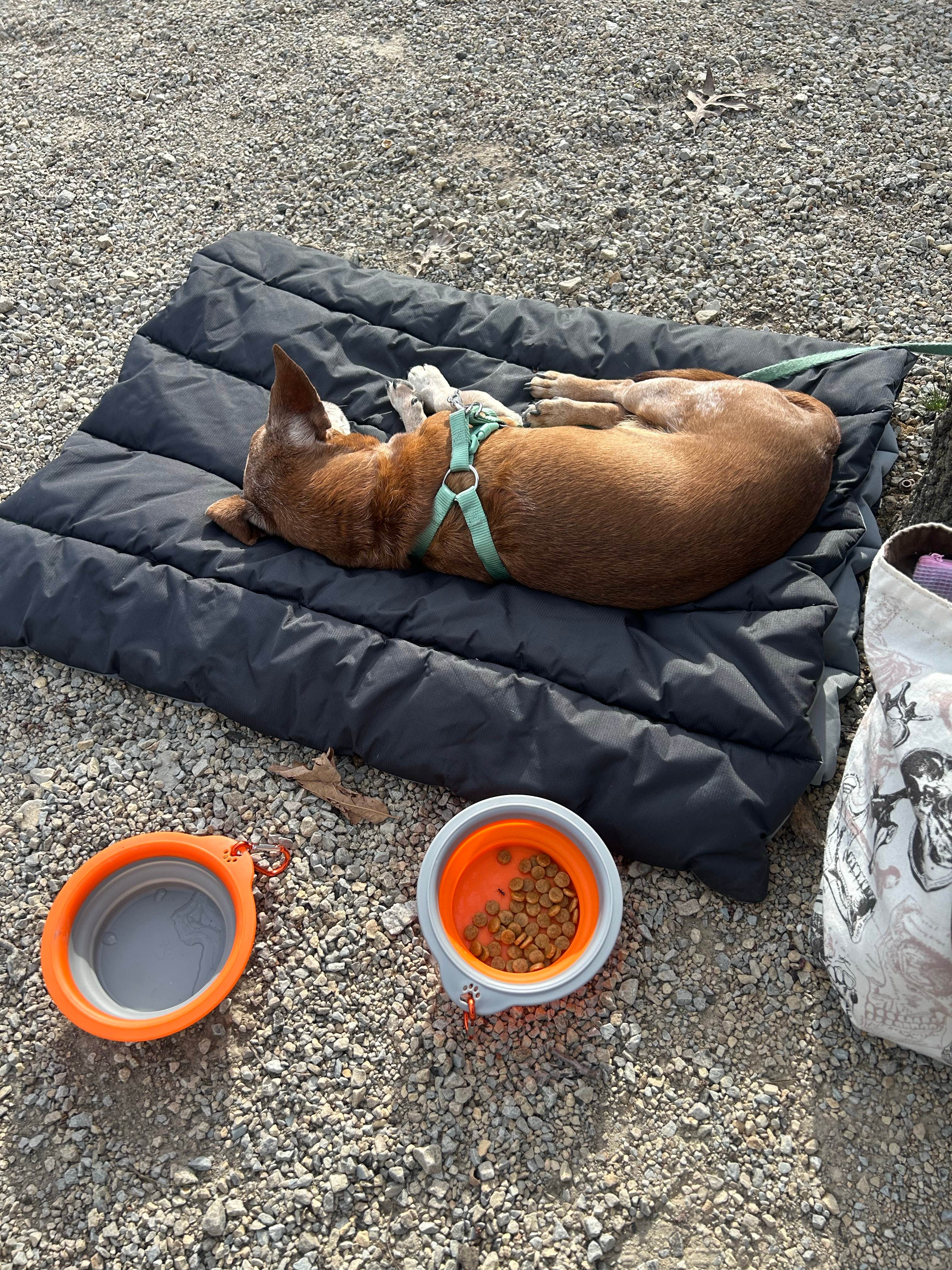 Makayla C.'s photo of camping with pets at St. Joe State Park Campground near Park Hills, MO