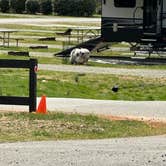 Review photo of Misty Mountain Camp Resort by Christopher T., July 21, 2025