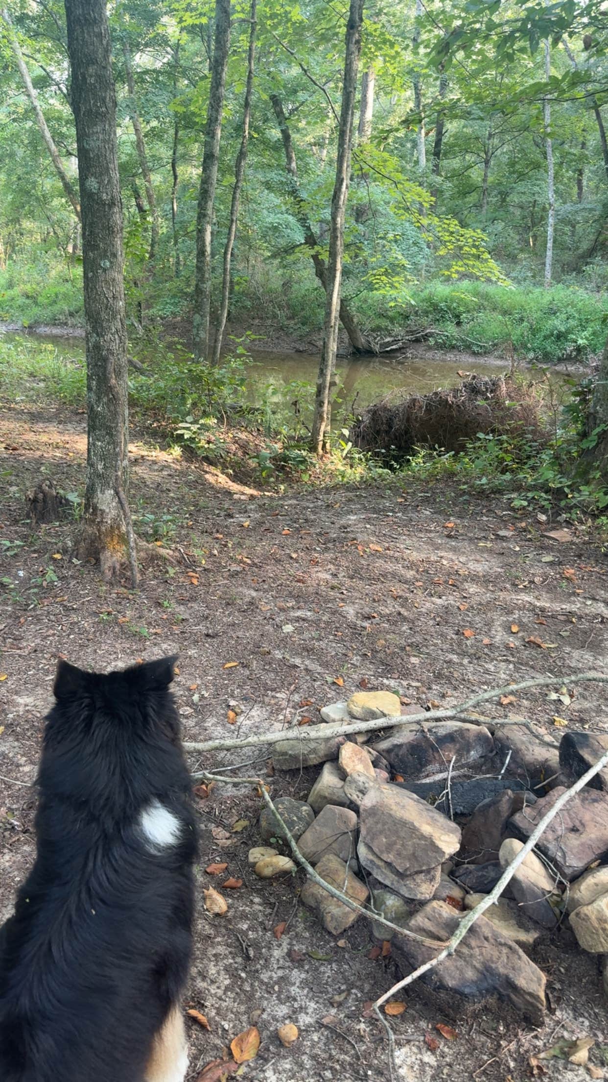 Camper-submitted photo at Mitchell Creek Road Dispersed near Celestine, IN