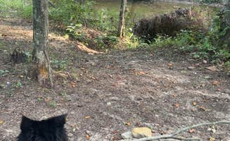 Tanner P.'s photo of camping with pets at Mitchell Creek Road Dispersed near Rome, IN