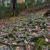 Review photo of Moccasin Branch Campground — Raven Rock State Park by jenn , January 5, 2025