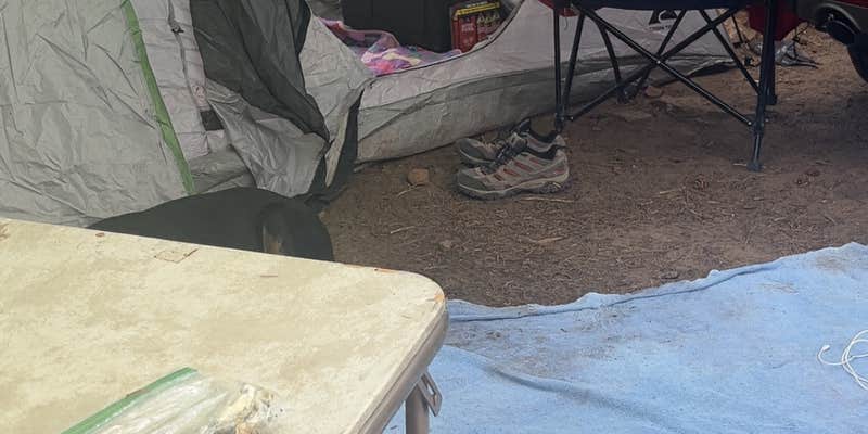 Camper submitted image from mogollion rim