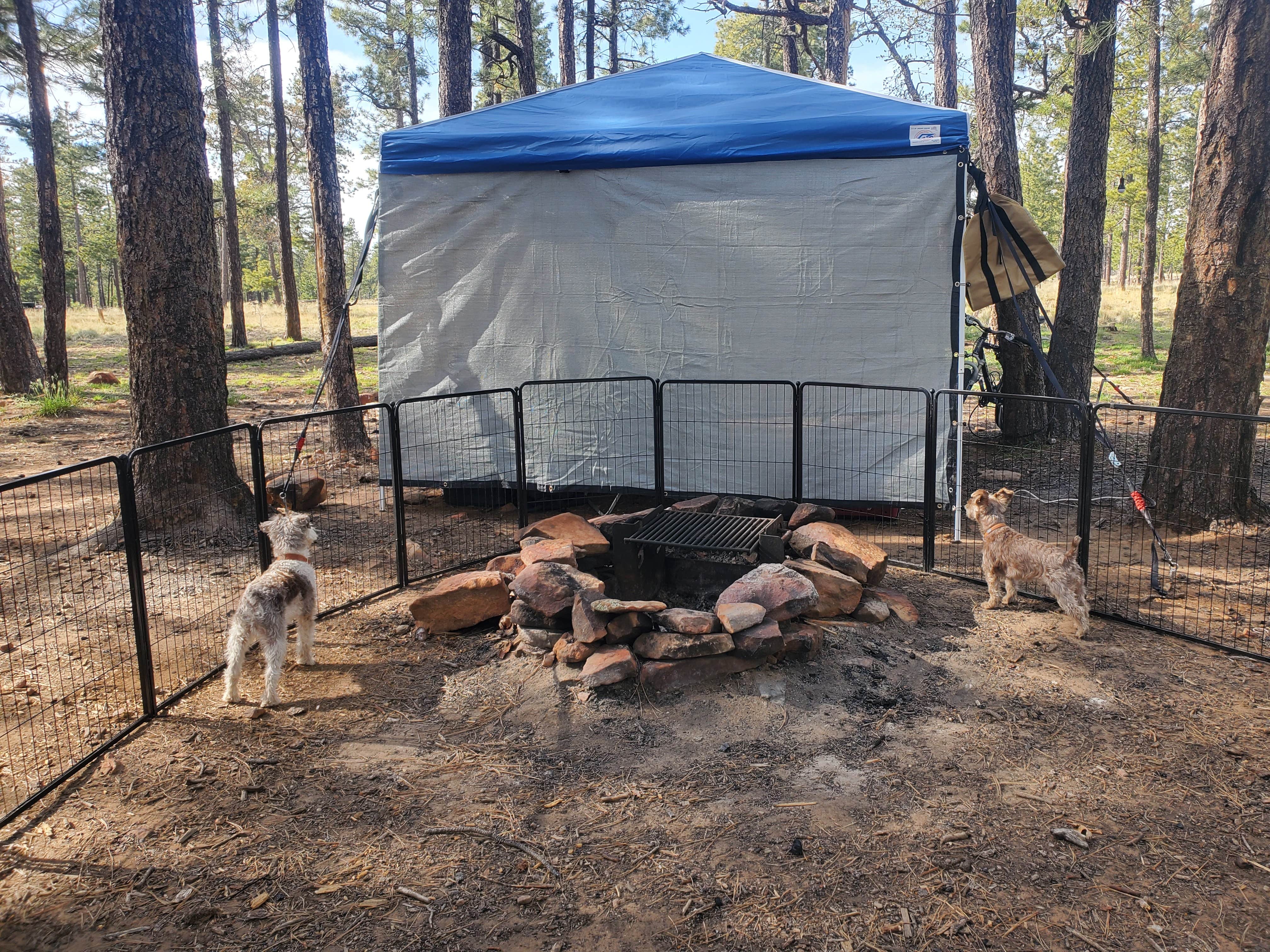 Camper-submitted photo at Mogollon Rimn Dispersed, AZ FR 9350 near Forest Lakes, AZ