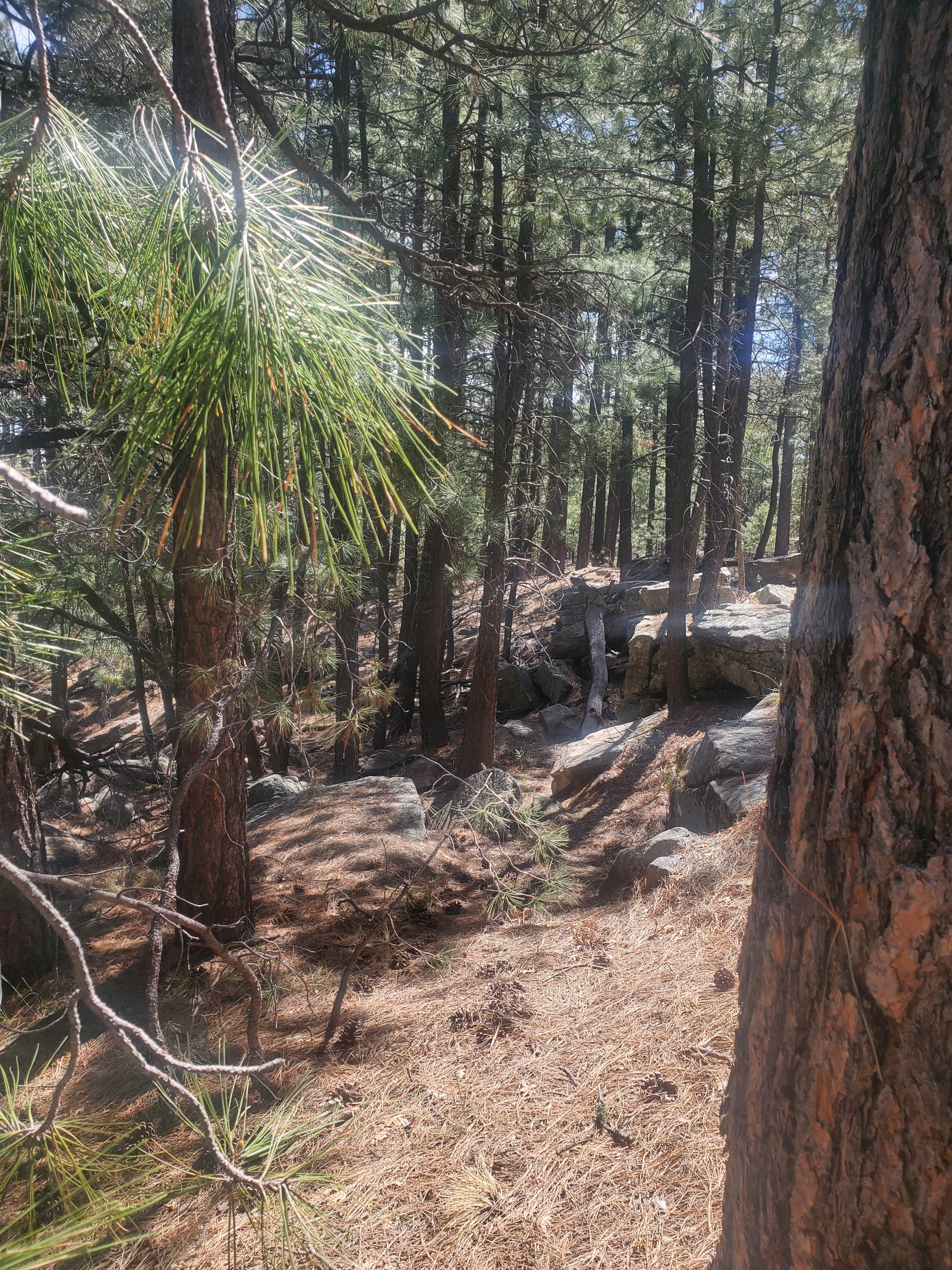 Camper-submitted photo at Mogollon Rimn Dispersed, AZ FR 9350 near Forest Lakes, AZ