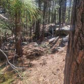 Review photo of Mogollon Rimn Dispersed, AZ FR 9350 by Wayne  B., April 27, 2026