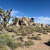 Review photo of Mojave Cross Dispersed — Mojave National Preserve by Meghan B., April 27, 2025