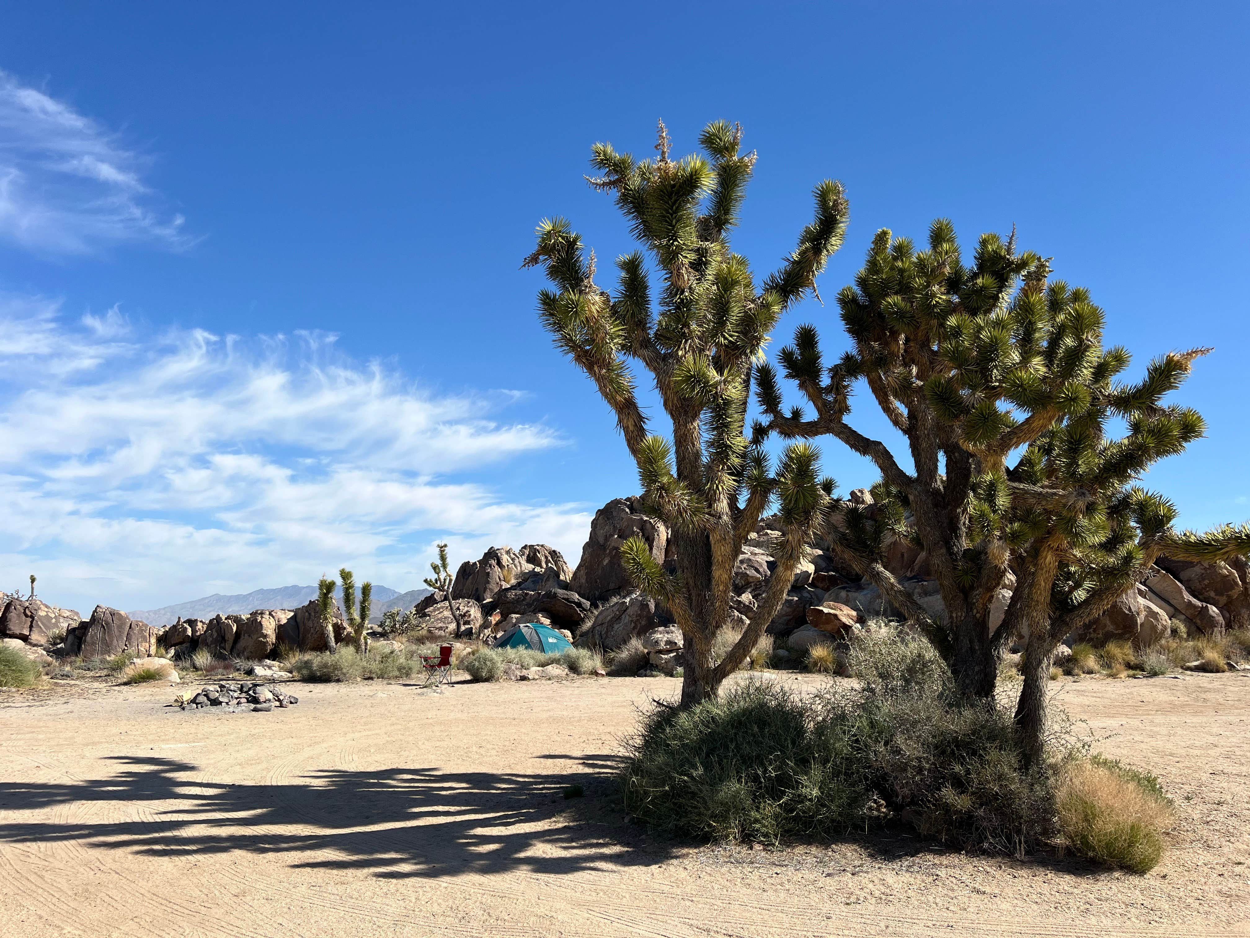 Meghan B.'s photo of a dispersed camping area at Mojave Cross Dispersed — Mojave National Preserve near Jean, NV