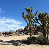 Review photo of Mojave Cross Dispersed — Mojave National Preserve by Meghan B., April 27, 2025