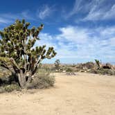 Review photo of Mojave Cross Dispersed — Mojave National Preserve by Meghan B., April 27, 2025
