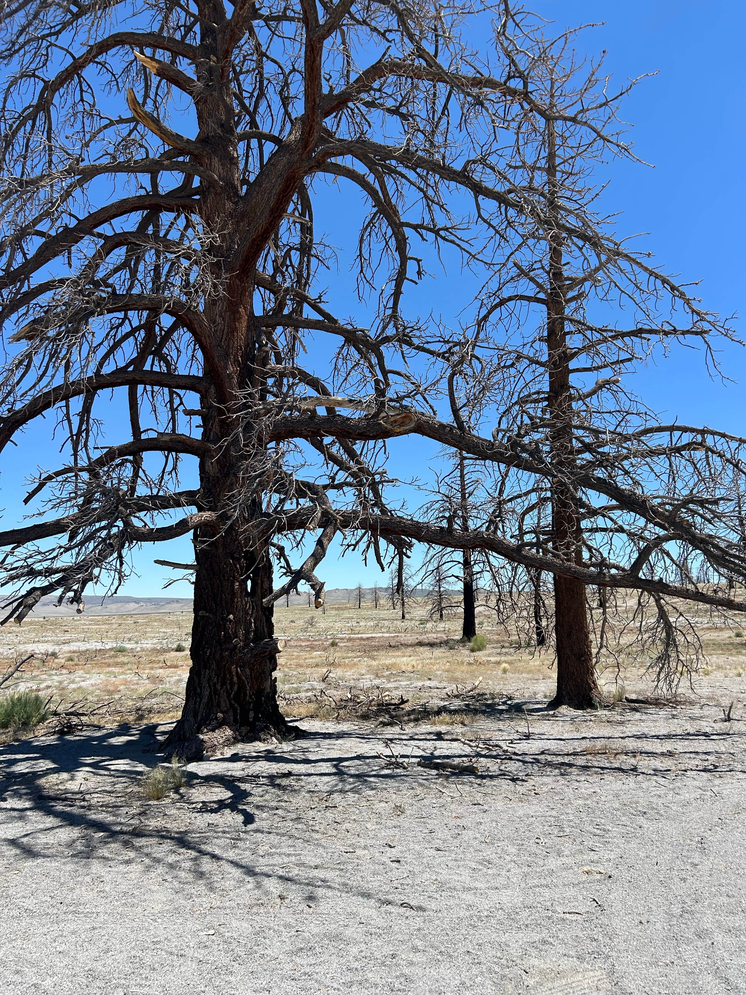 Camper-submitted photo at Mono Lake South Dispersed near Lee Vining, CA