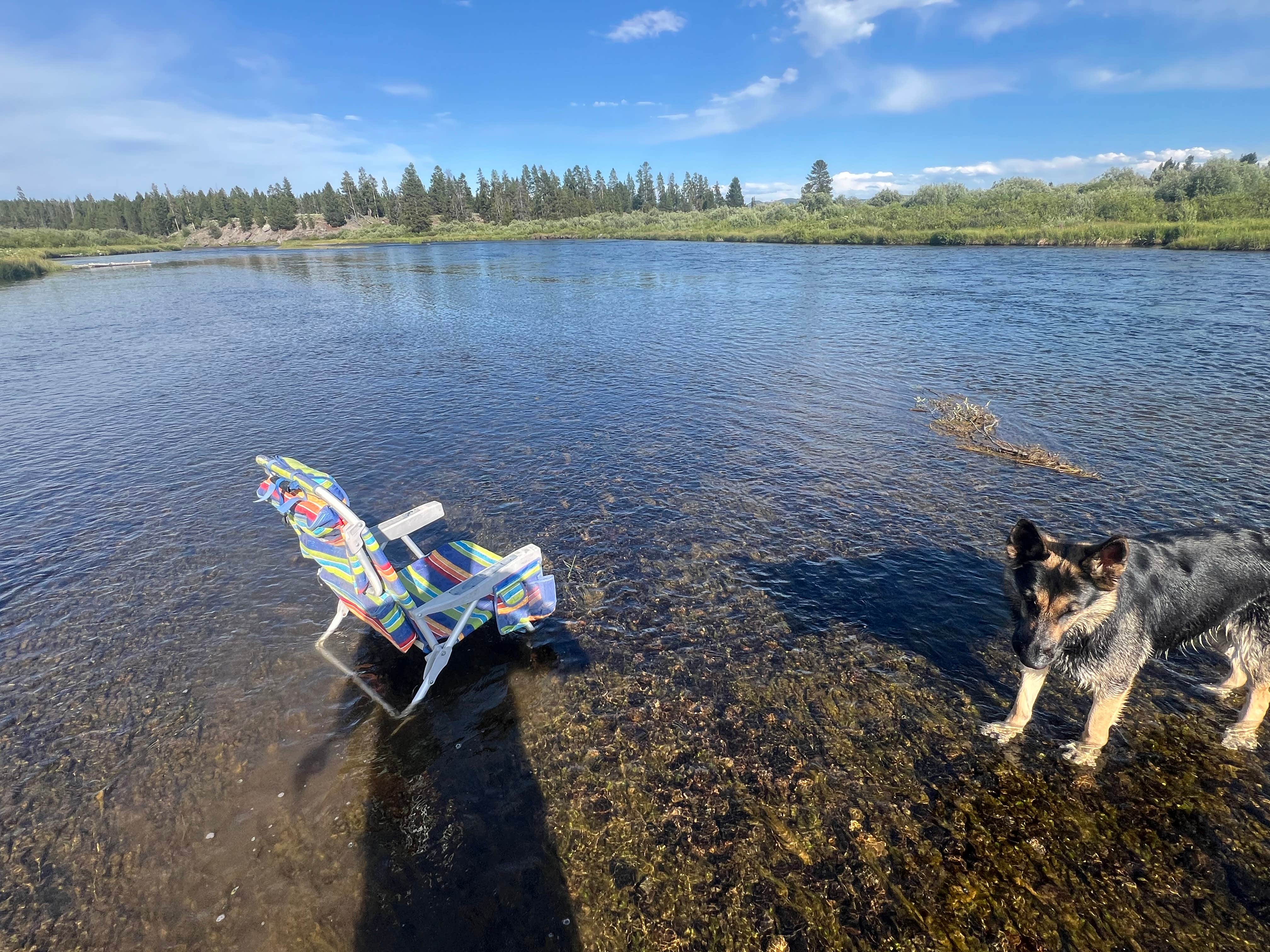 frank L.'s photo of camping with pets at Bakers Hole Campground near Yellowstone National Park