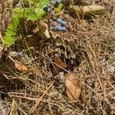 Review photo of Beavertail Hill State Park Campground by David H., August 13, 2025