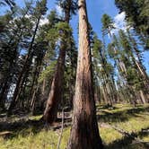 Review photo of Big Larch Campground by John W., September 10, 2026