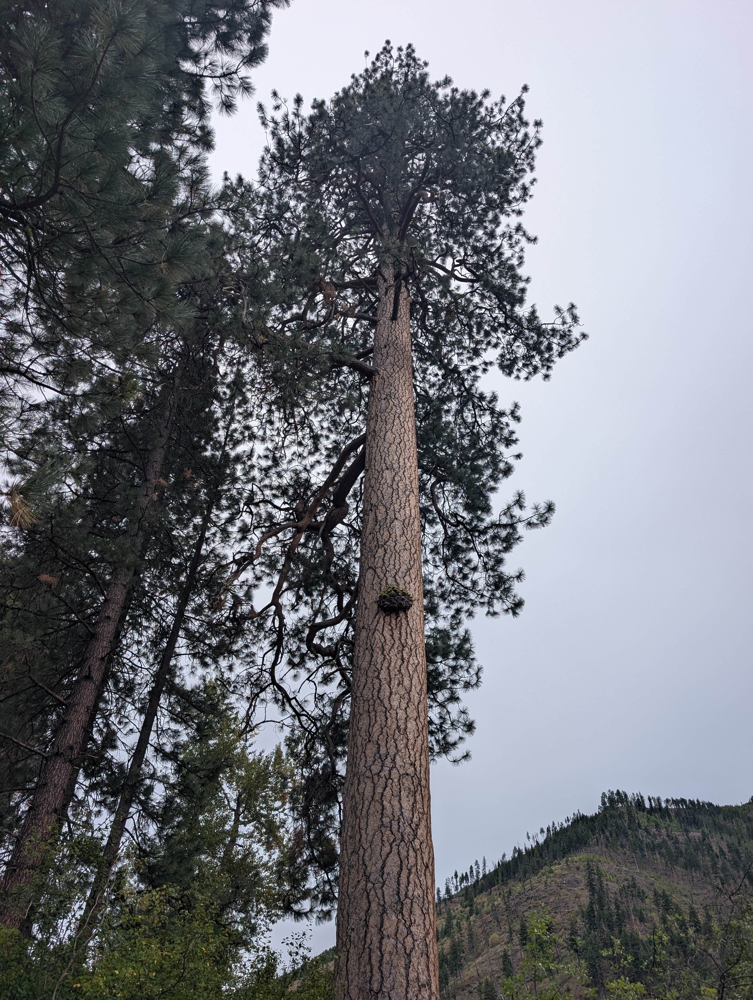 Camper-submitted photo at Big Pine Campground near Lolo National Forest