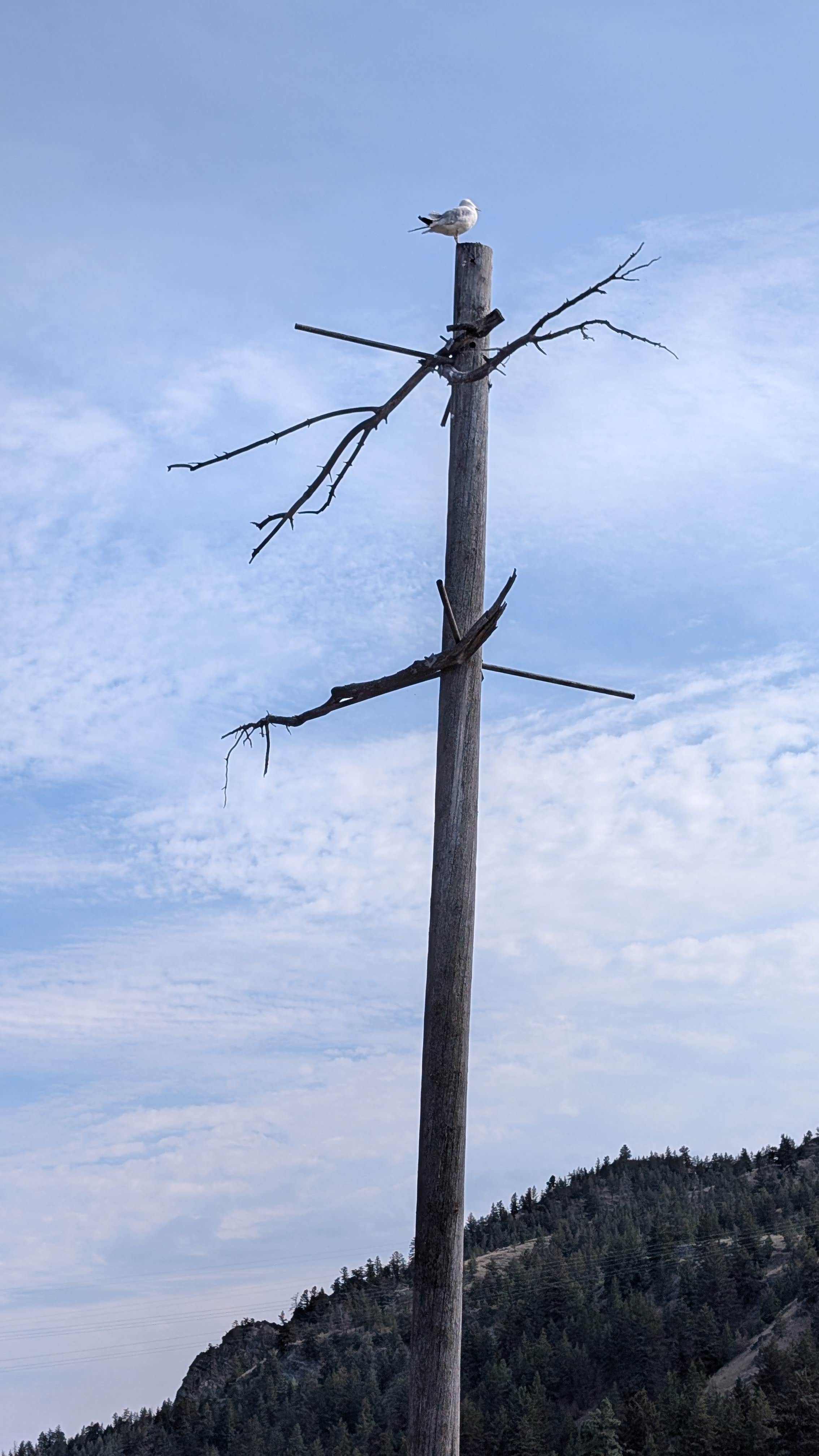 Camper-submitted photo at Riverside Campground near Helena National Forest
