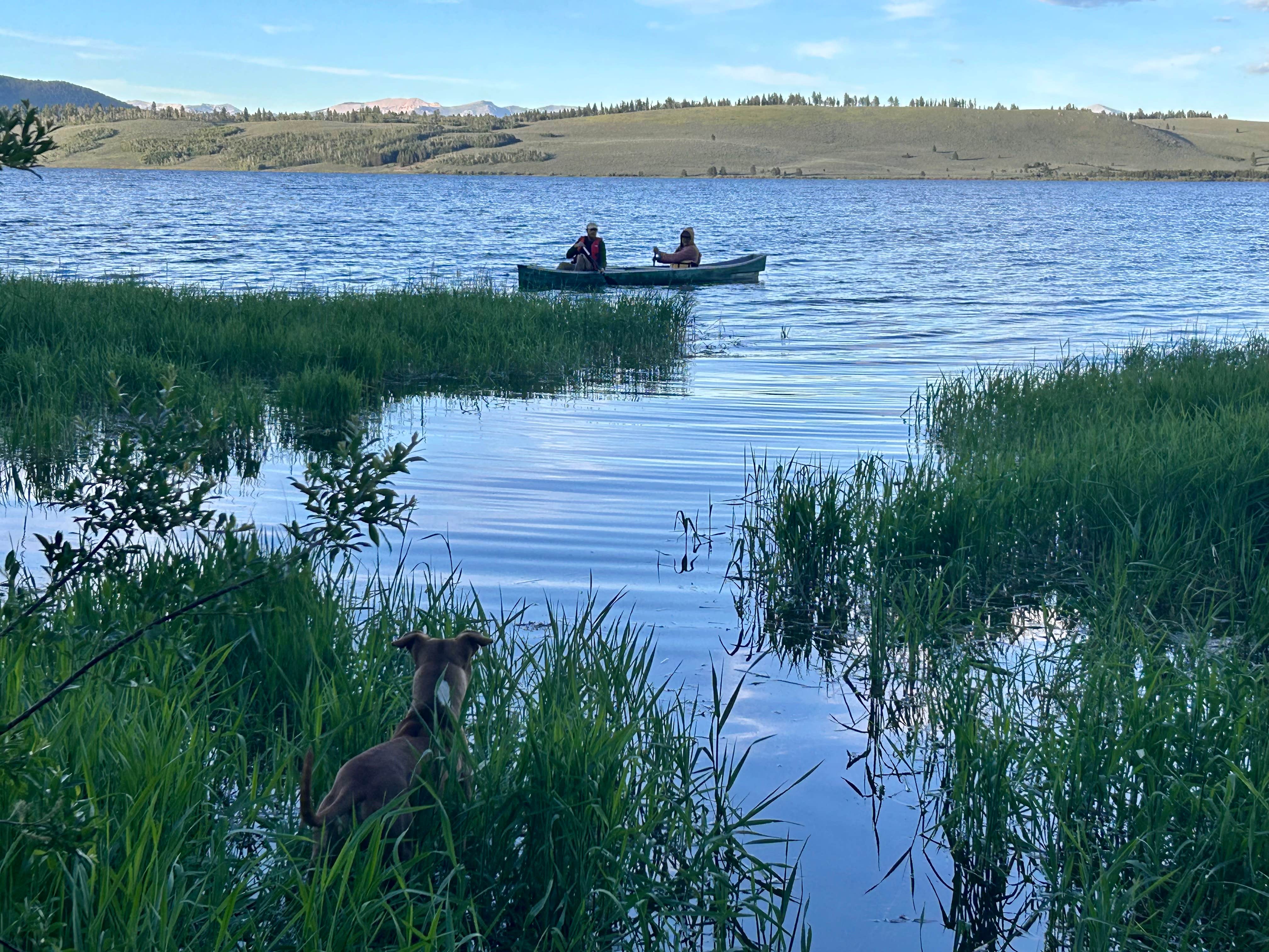 Janelle G.'s photo of camping with pets at Cherry Creek Campground near West Yellowstone, MT