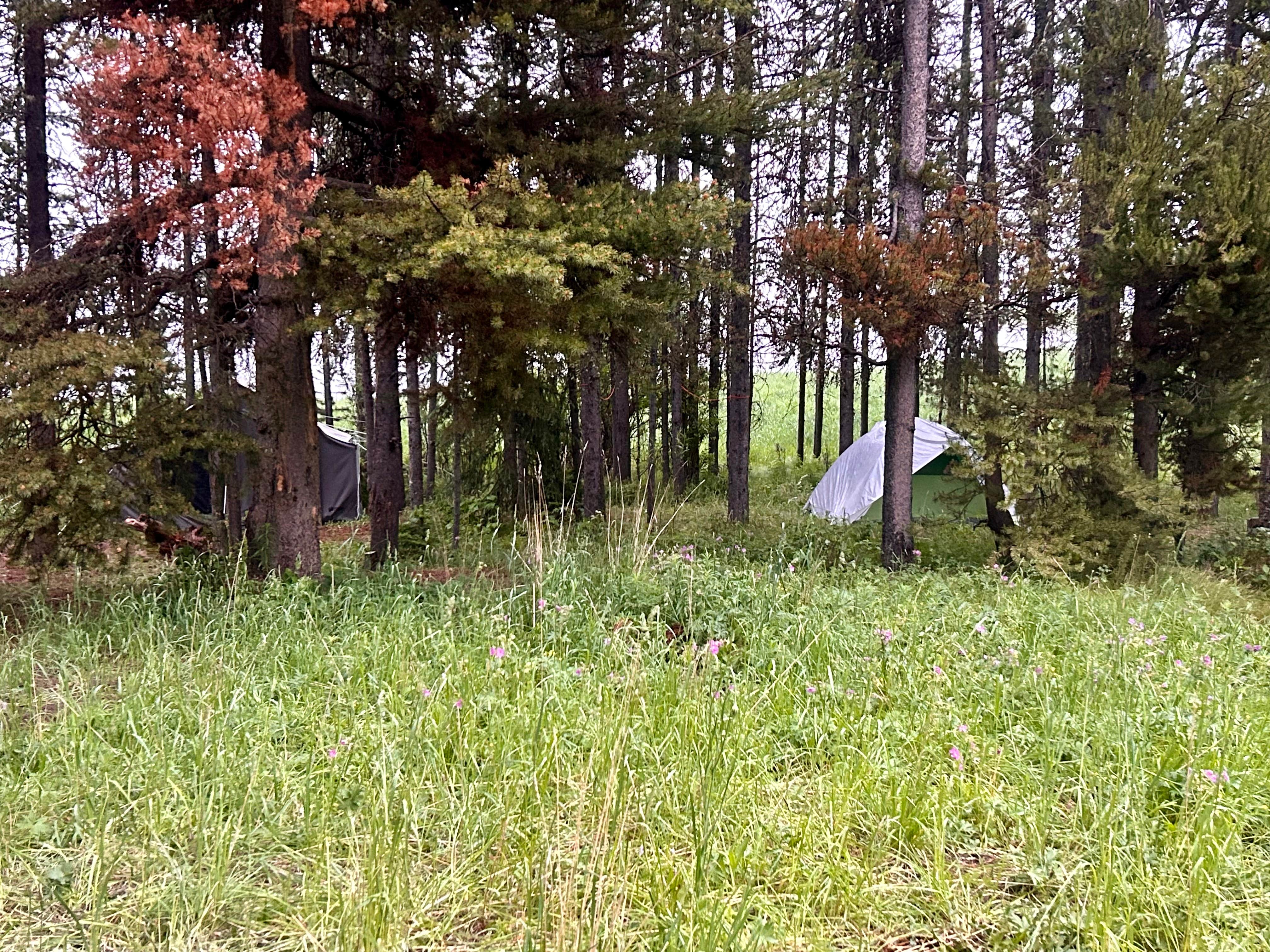 Camper-submitted photo at Cherry Creek Campground near West Yellowstone, MT