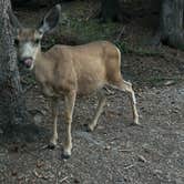 Review photo of Copper Creek Campground by Tim , June 18, 2026