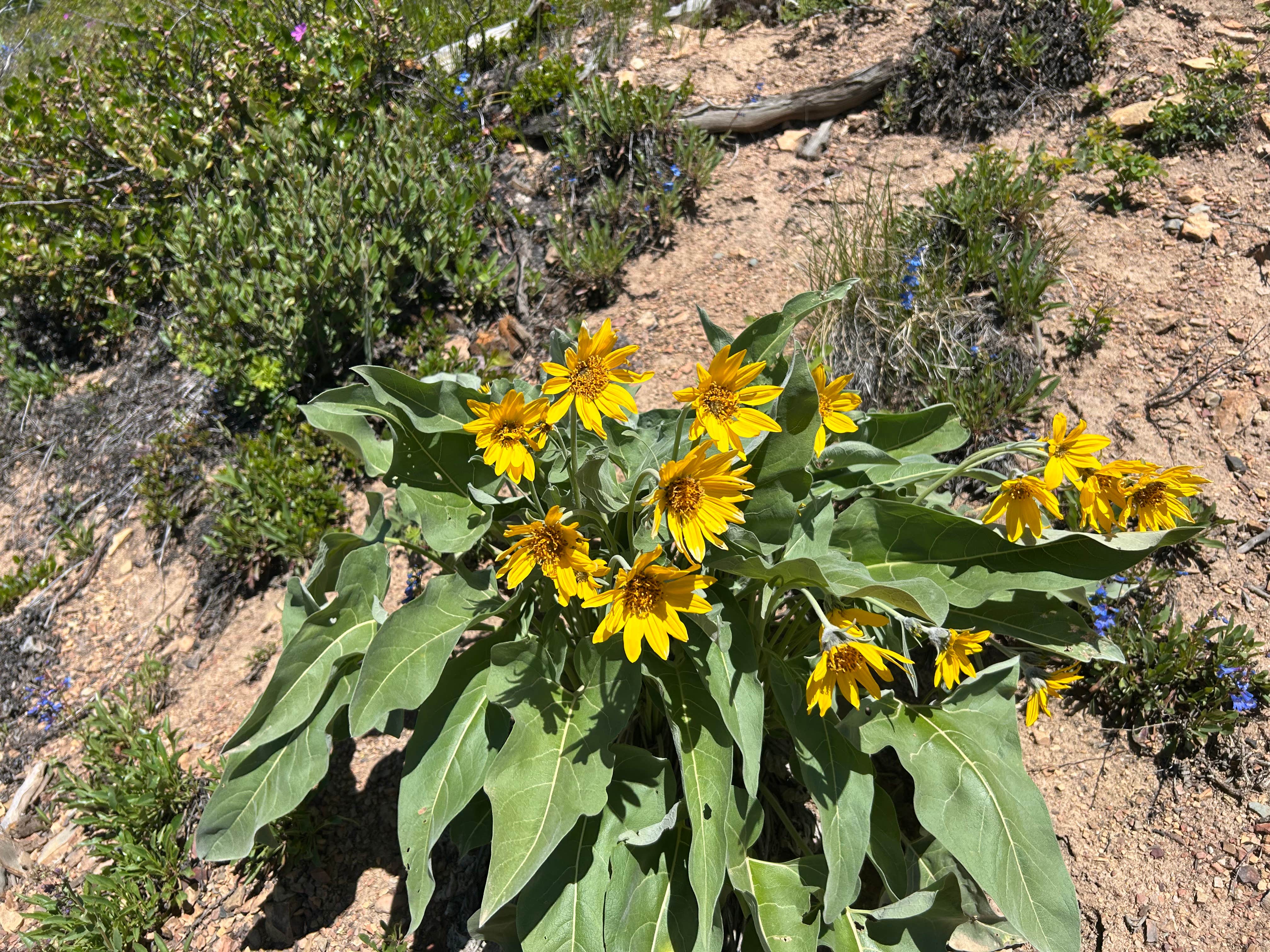 Camping near Bean Lake: Copper Creek Campground, Lincoln, Montana
