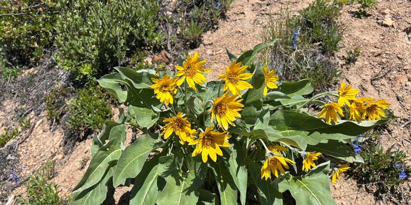 Camper submitted image from Copper Creek Campground