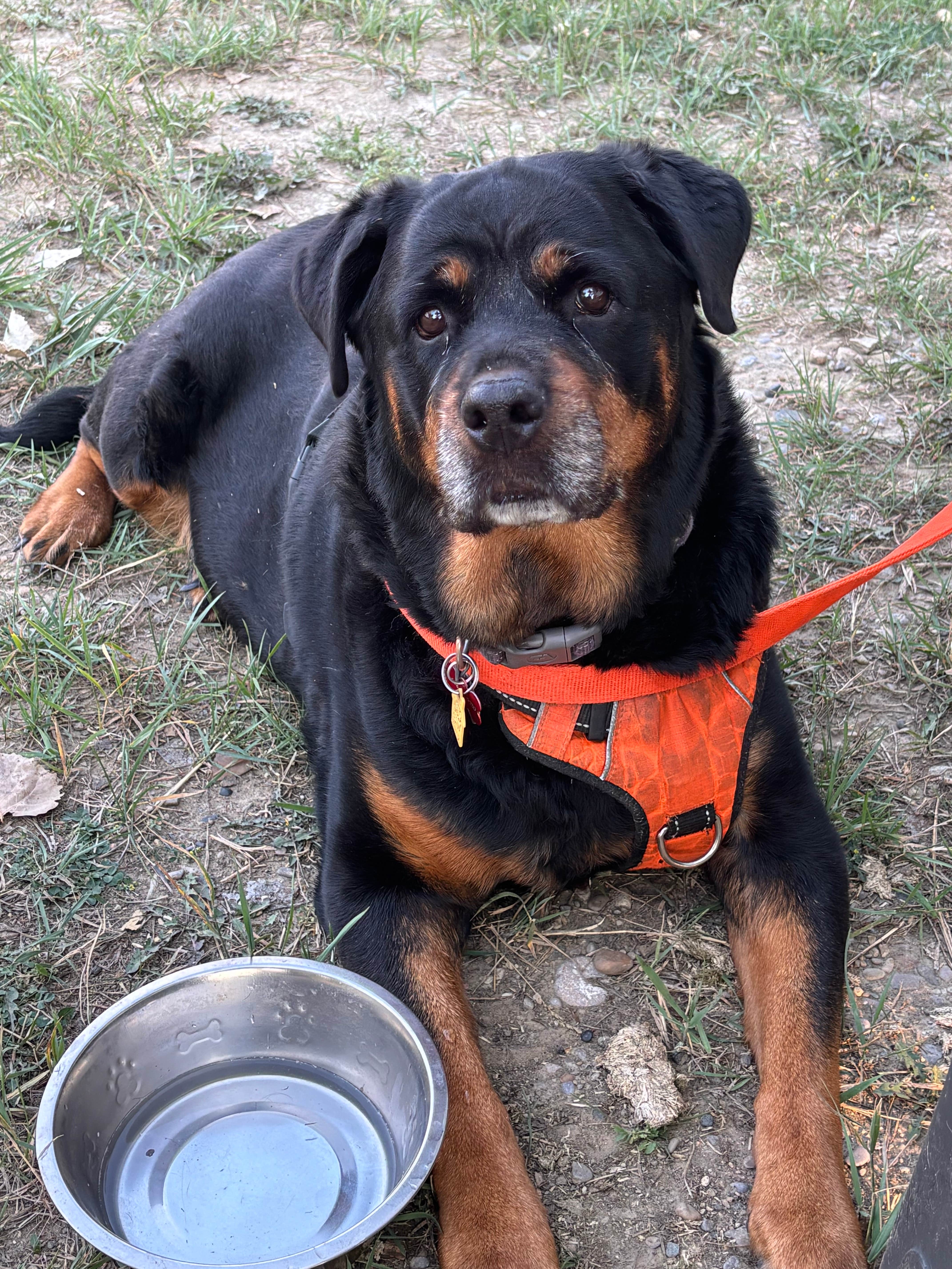 Jack H.'s photo of camping with pets at Cow Belles Corral Campground near Pompeys Pillar, MT