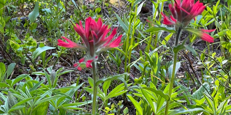 Camper submitted image from Crystal Creek Campground