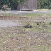 Review photo of Islay Creek Campground — Montaña de Oro State Park by Soggy Bottoms Camper G., February 4, 2025